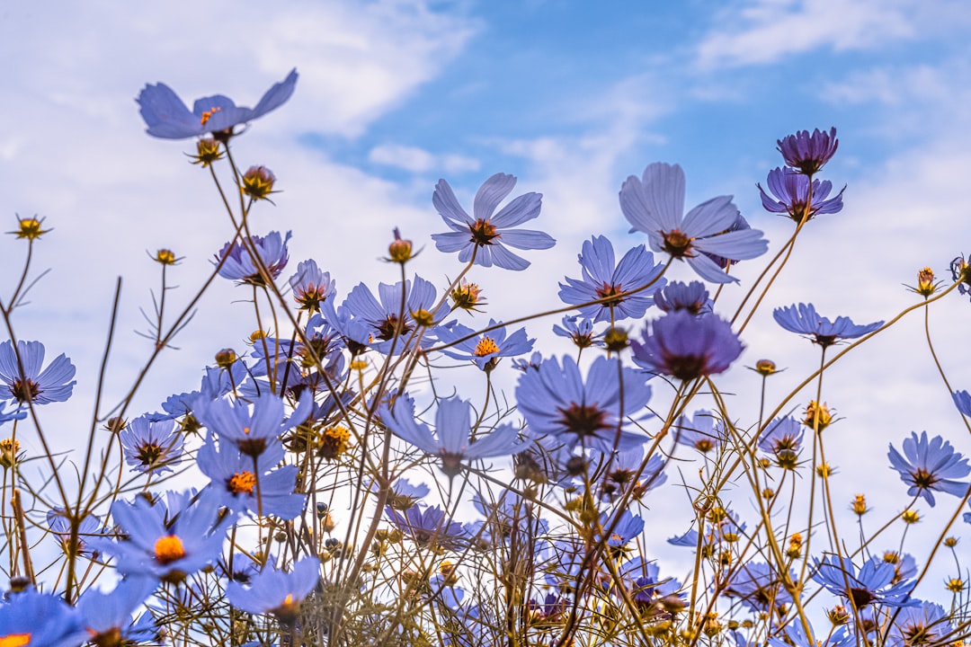 Spring