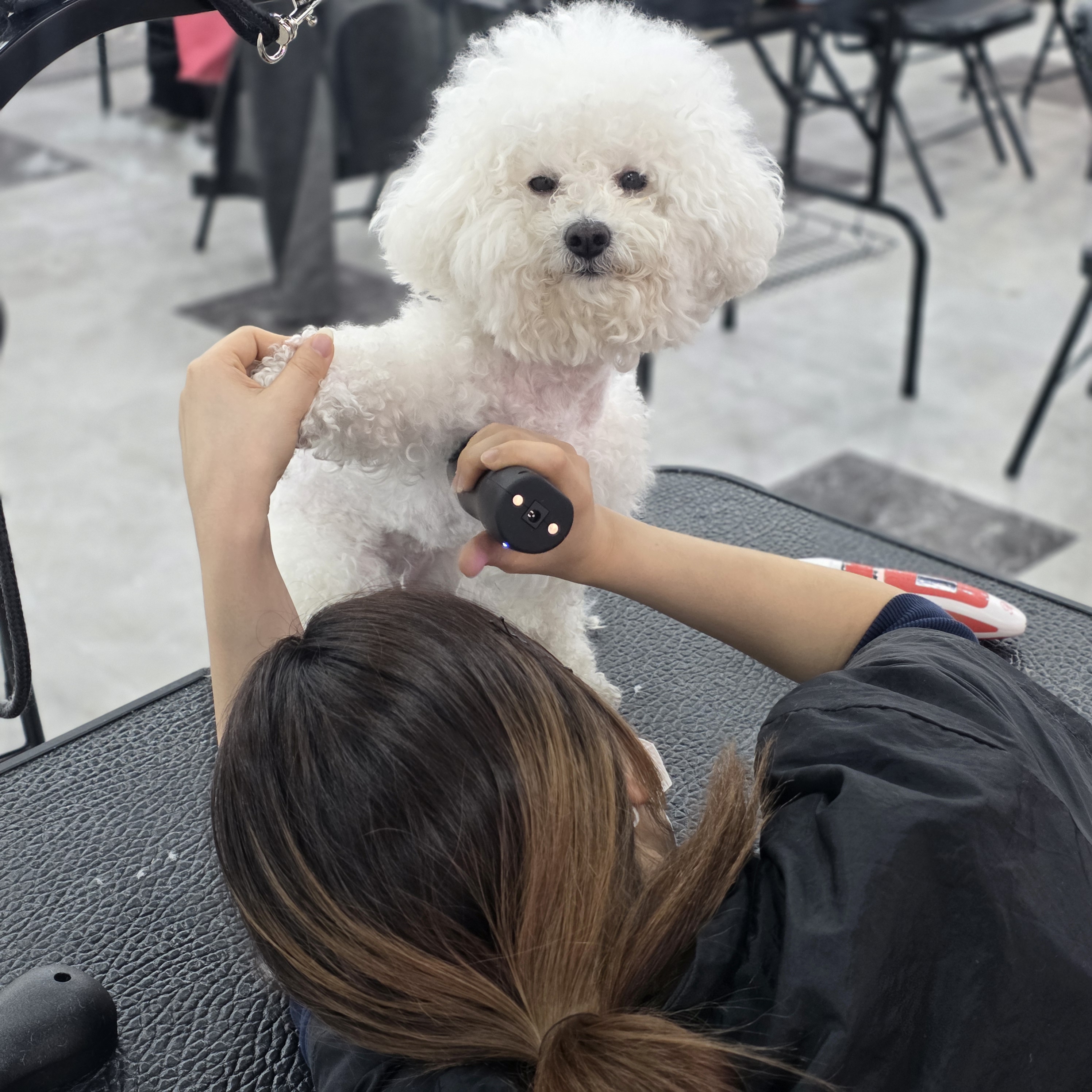 월계애견미용학원