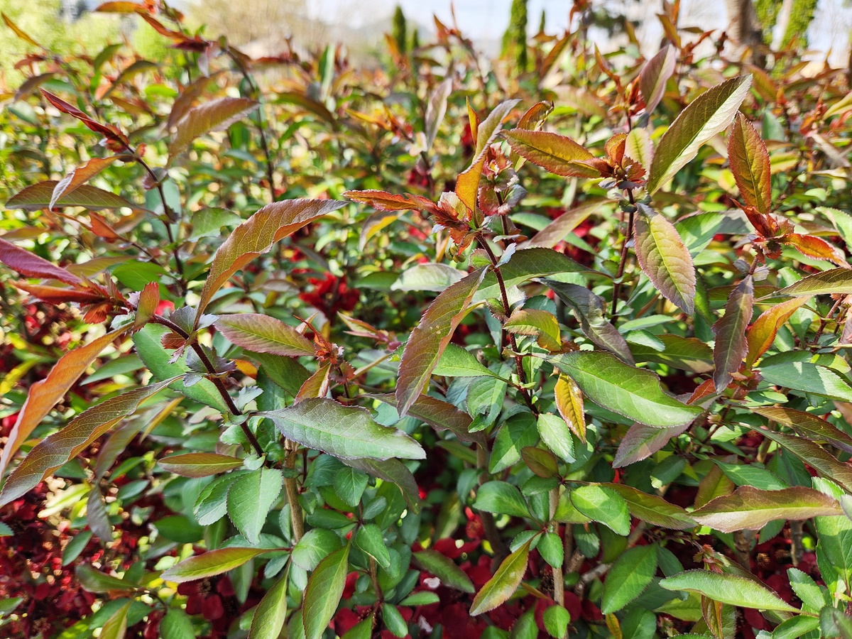 명자꽃(명자나무)