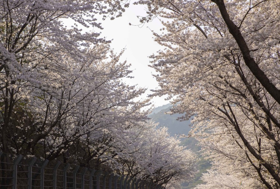 구례-벚꽃축제-꽃놀이