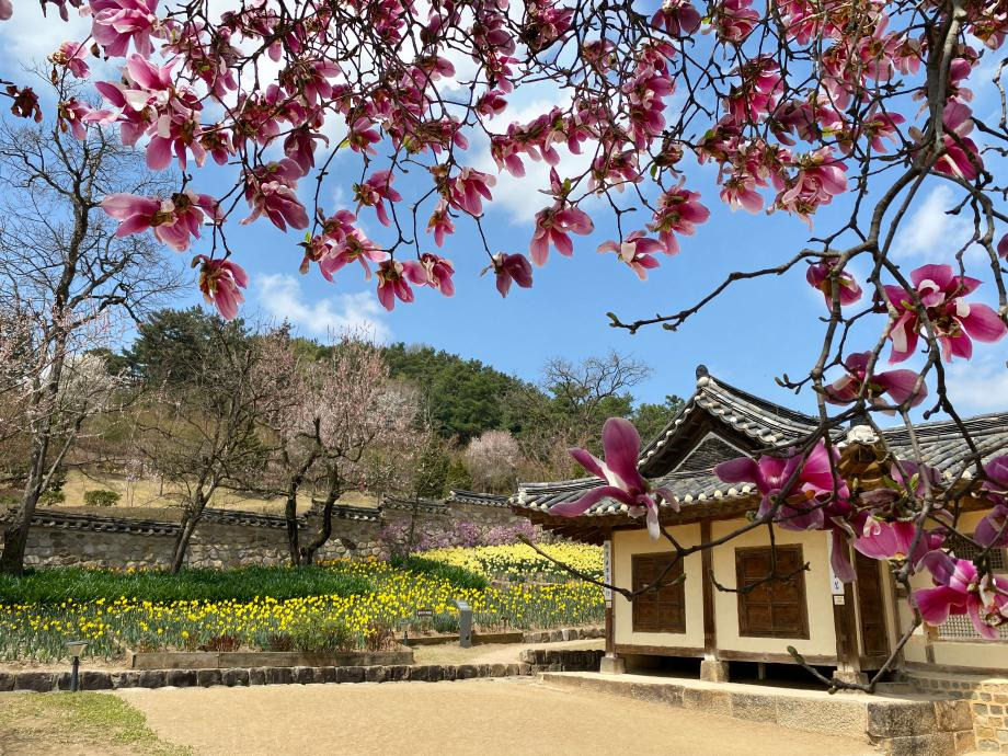 예산 추사김정희선생고택 (추사고택) 수선화