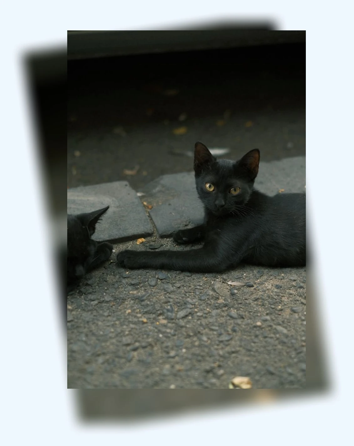 고양이 애정표현_2_subsection