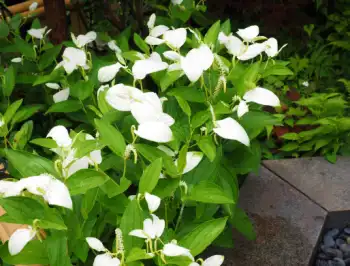 삼백초 효능 및 영양성분&amp;#44; 주의점