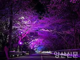 양산시 2024 물금벚꽃축제 기본일정과 프로그램 소개