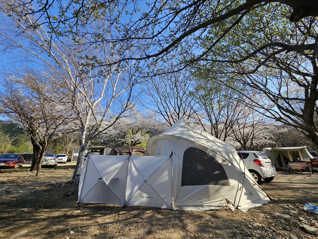 벚꽃과 캠핑장 풍경