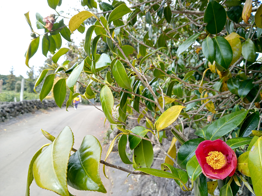 올레3A코스: 온평포구에서 표선해수욕장까지