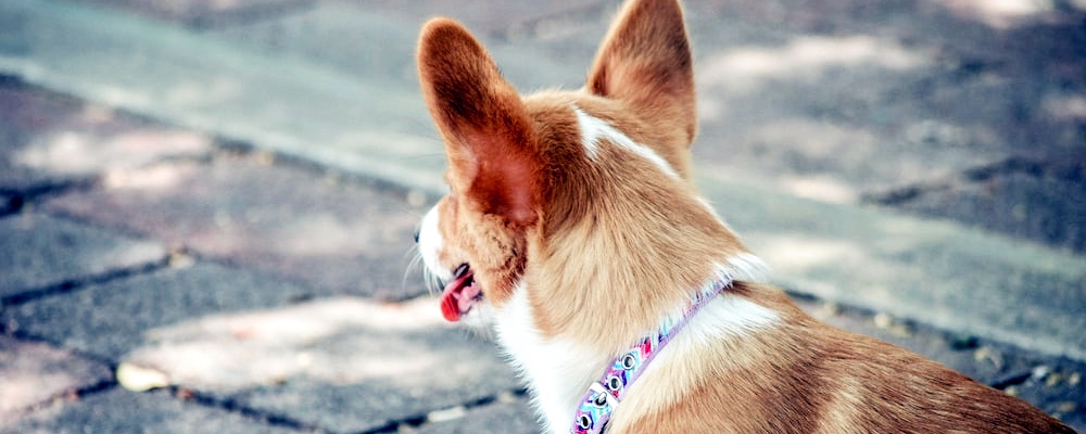 강아지 기관지염 5