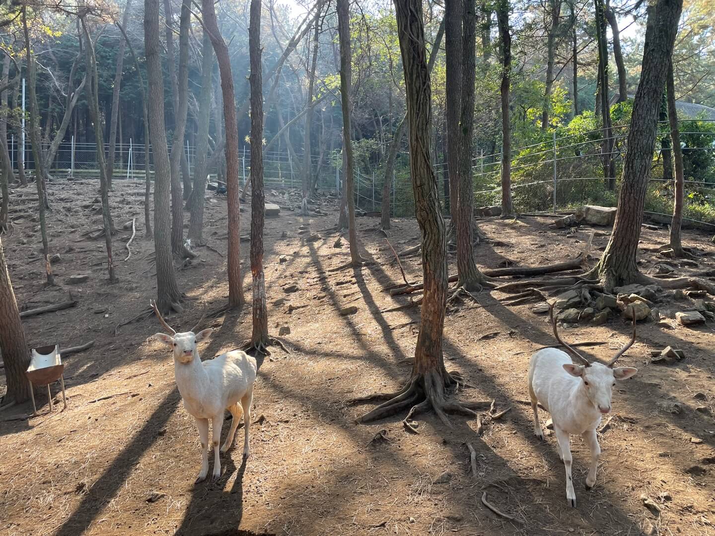 남해 상상양떼목장