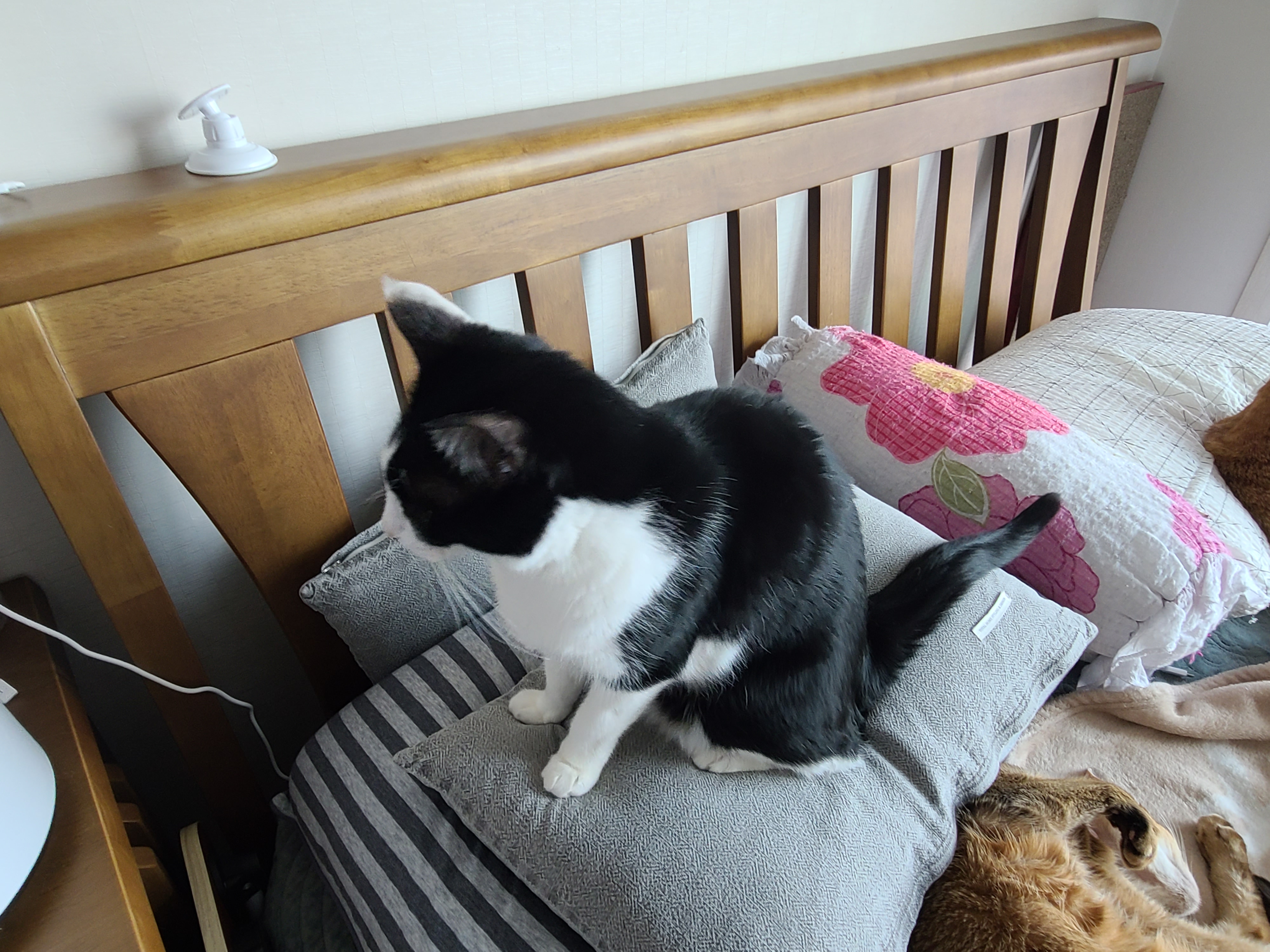 고양이들이 이러면 전기장판을 켜드려야겠죠?