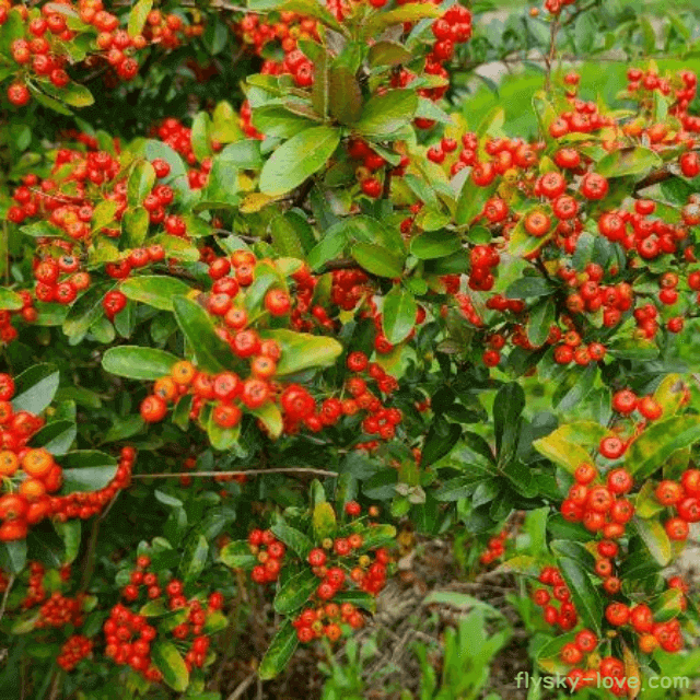 중풍에 효과적인 마가목