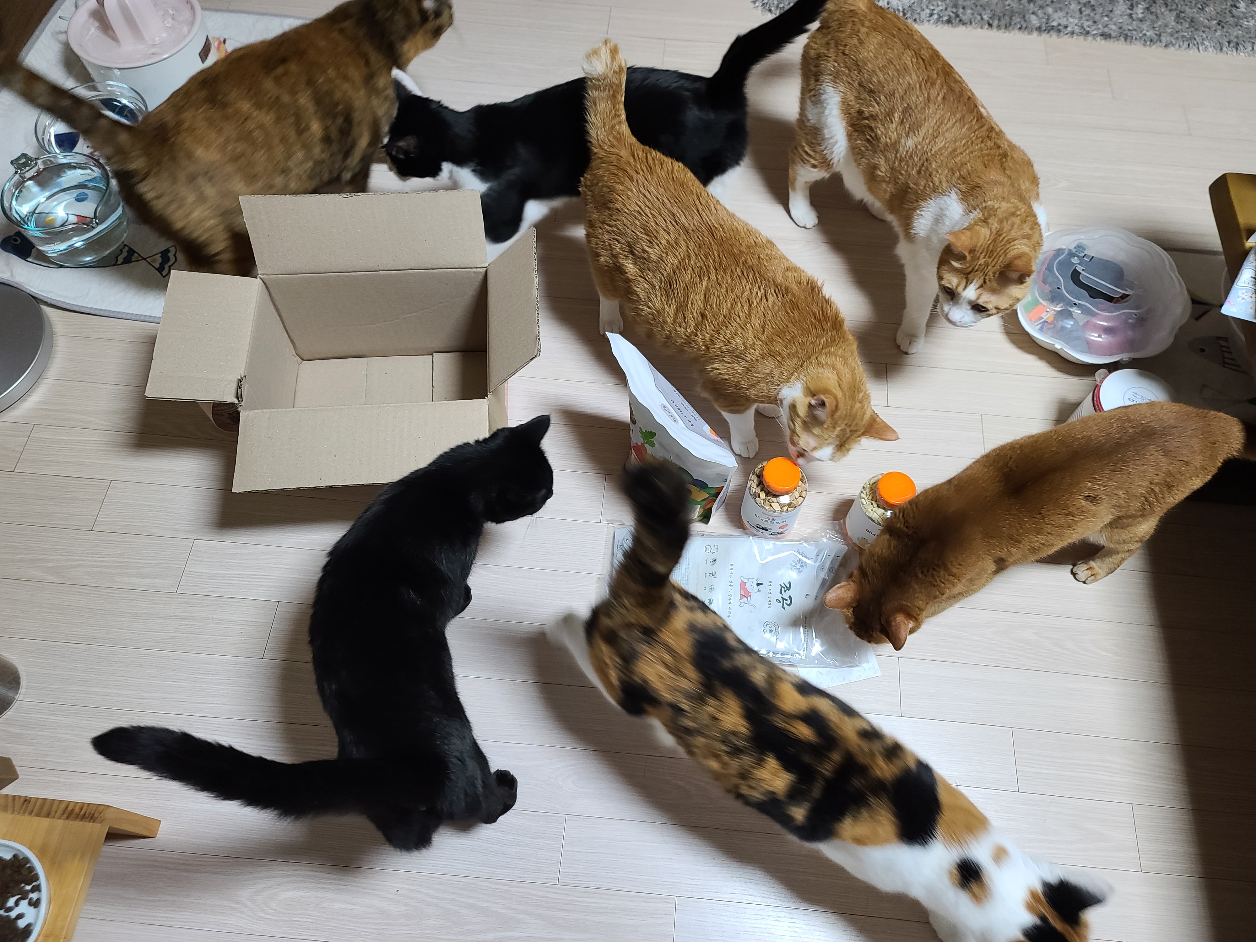 아이들의 간식꾸러미가 도착했다! 고양이들 여름나기 간식 구비 완료!