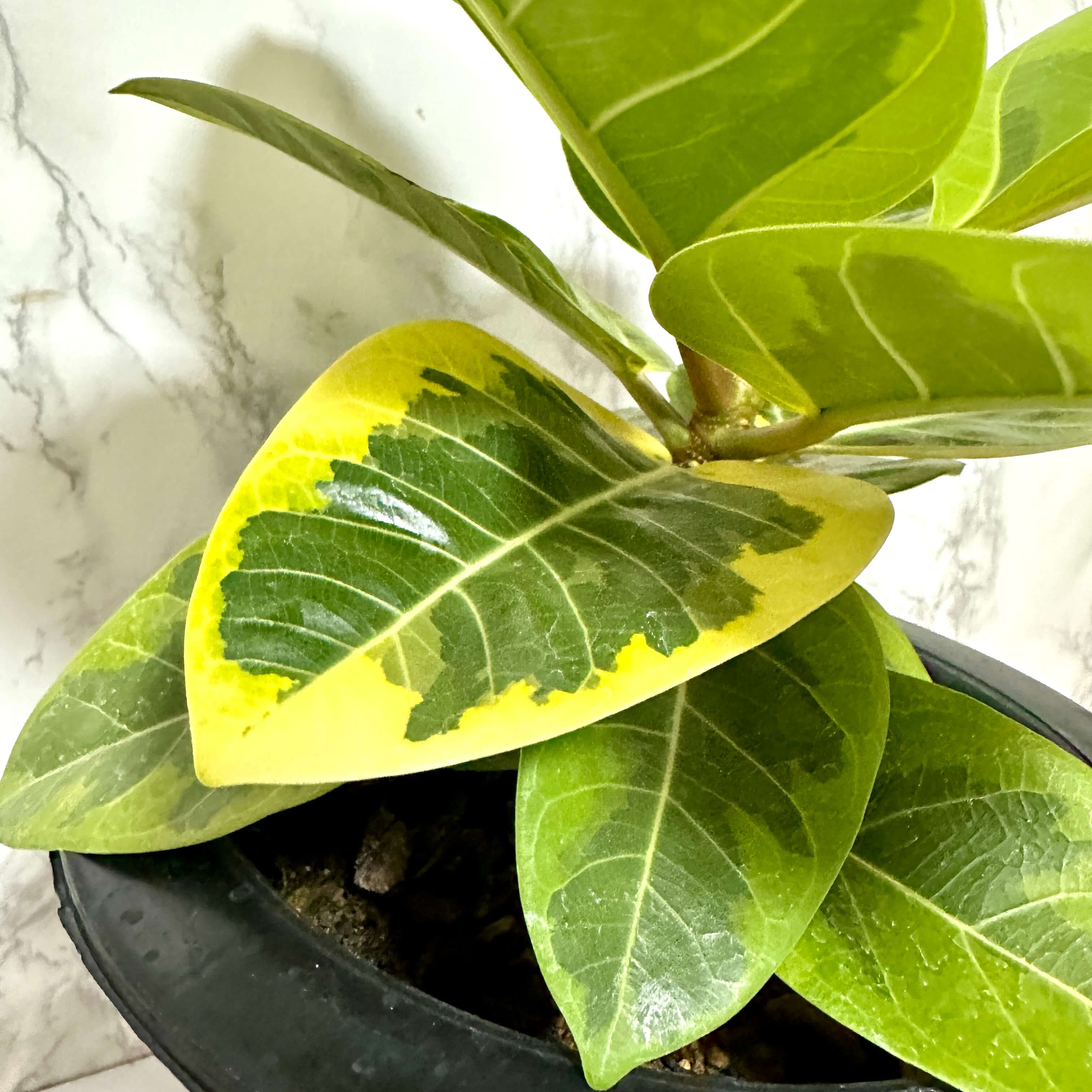 뱅갈 고무나무 실내에서 키우는 법