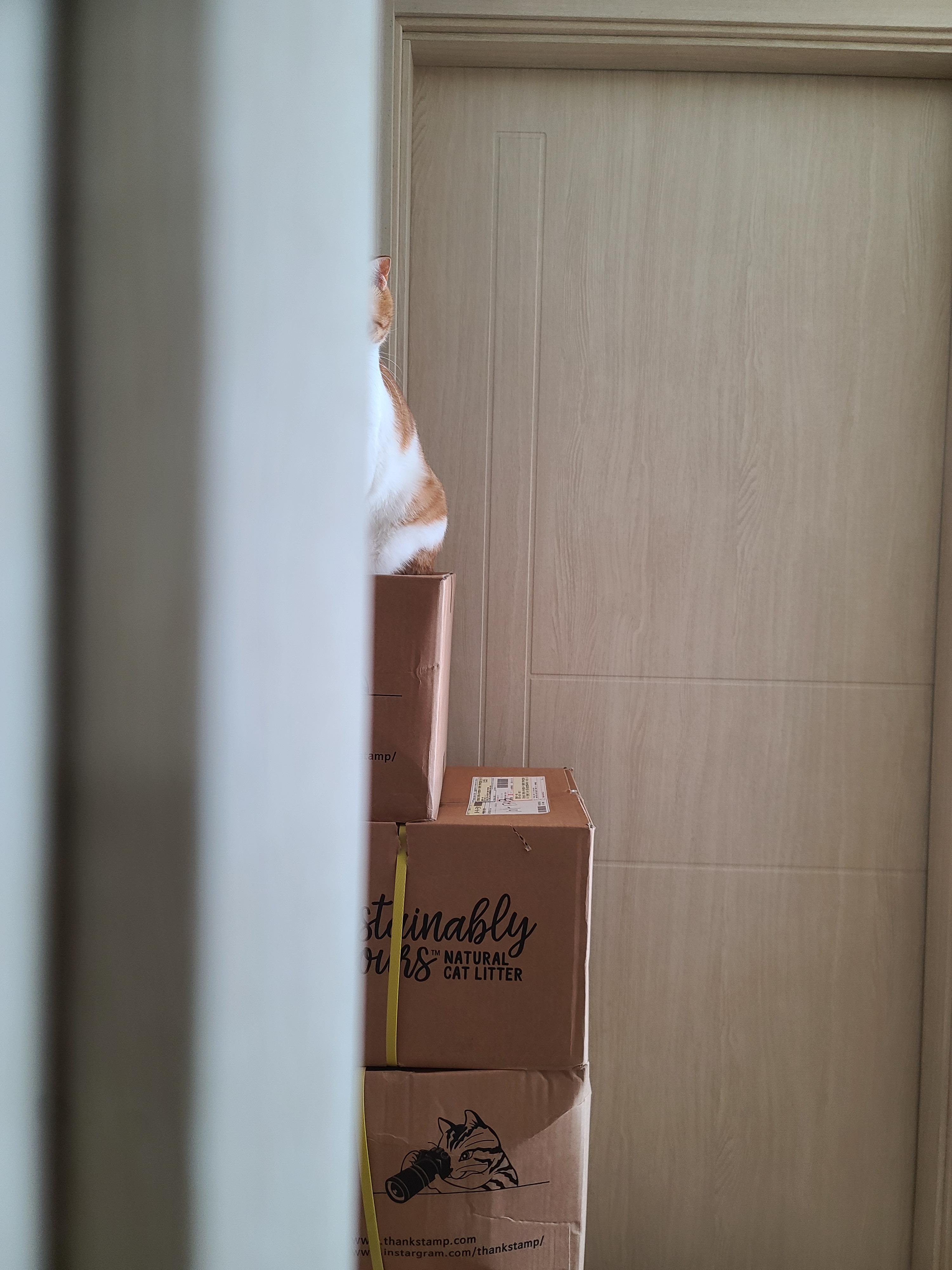 욕실앞을 지키는 막둥이 (feat.루디)