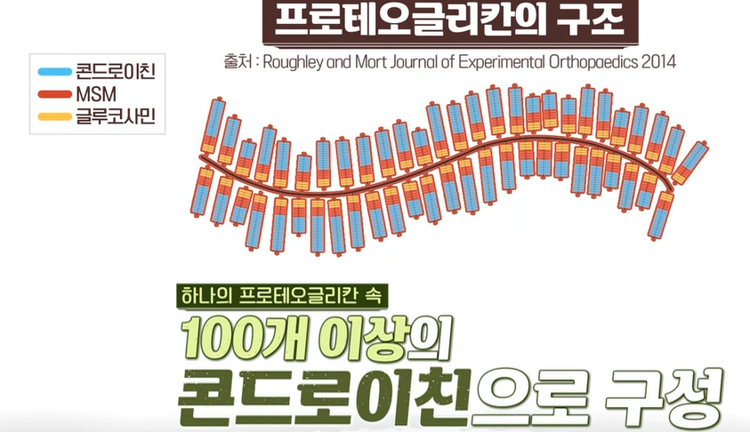 프로테오글리칸