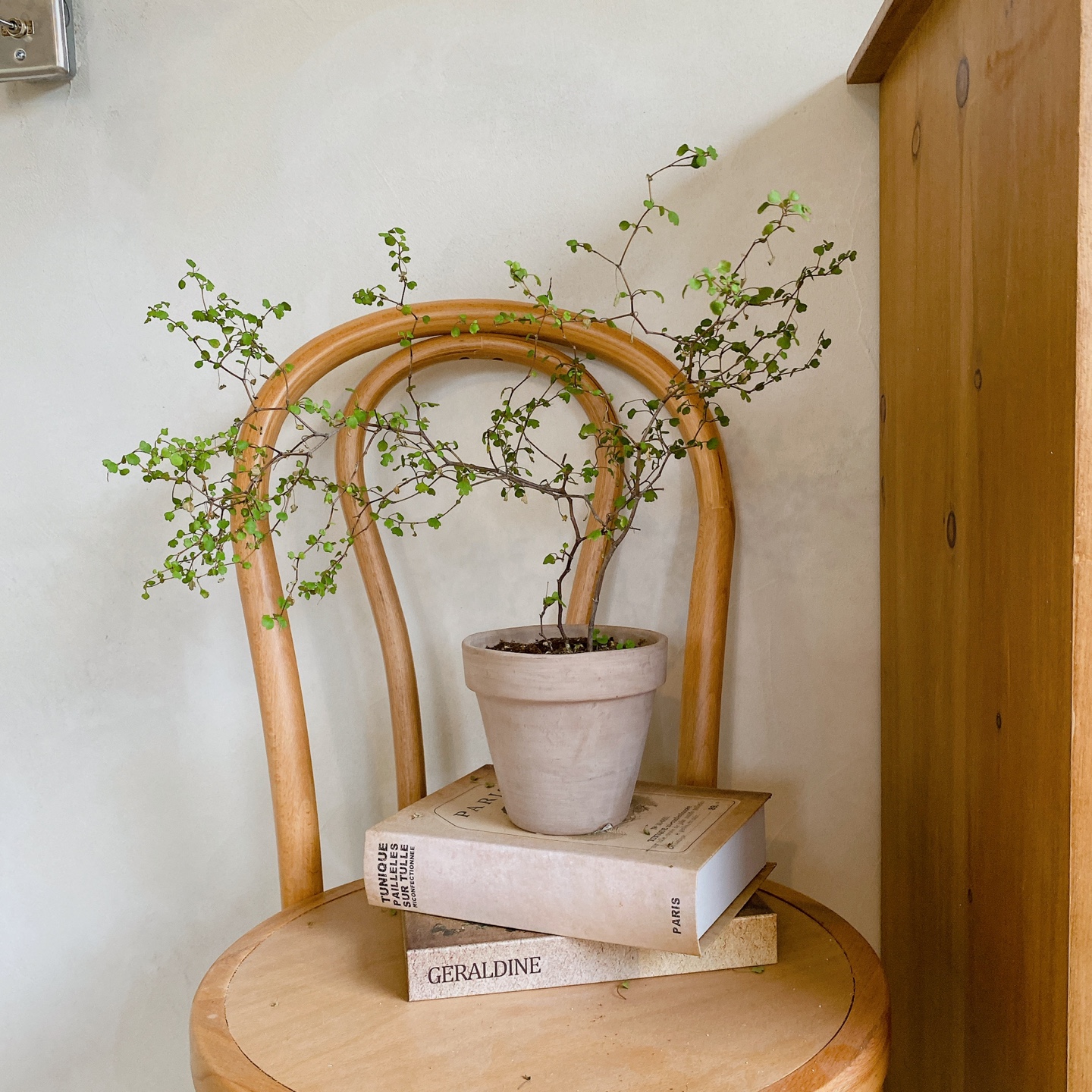 제주 서귀포 표선해수욕장 애견동반 예스키즈존 프렌치토스트 구옥 카페 멜빌 melvile