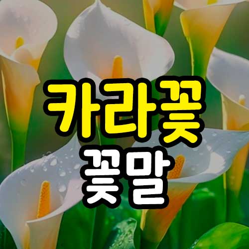 카라꽃 꽃말