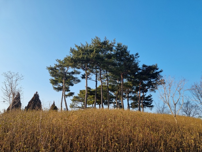 전망대-소나무