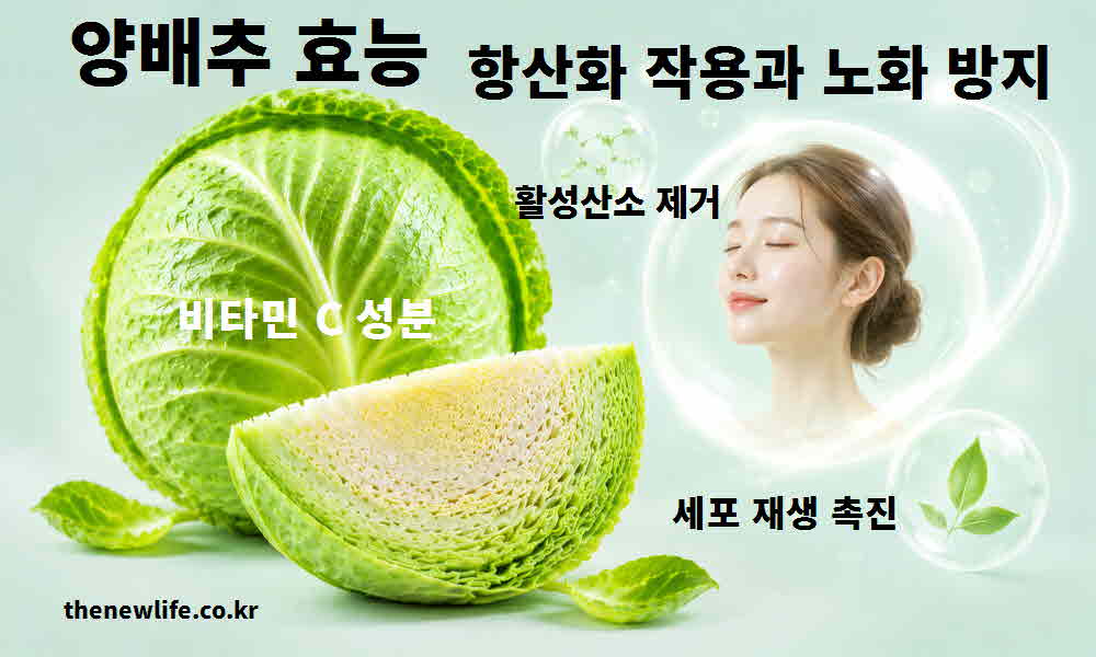 양배추 효능 항산화 작용 세포 노화 방지