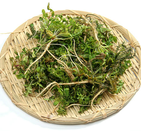 3월에 먹으면 좋은 제철 음식의 종류 Top 10 (봄철 음식) 두릅 냉이 쭈꾸미 취나물 씀바귀 바지락 달래 소라 부추 쑥