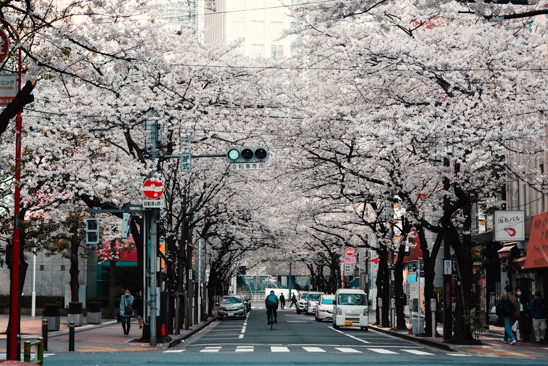 Cherry blossom