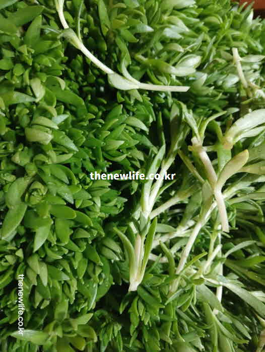 돌나물 효능 해독 작용 사멘토신