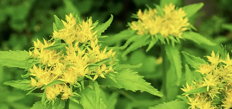 푸드올로지 부작용 7