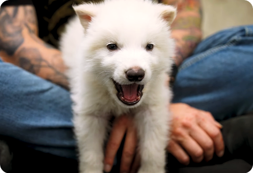 Dire-Wolf