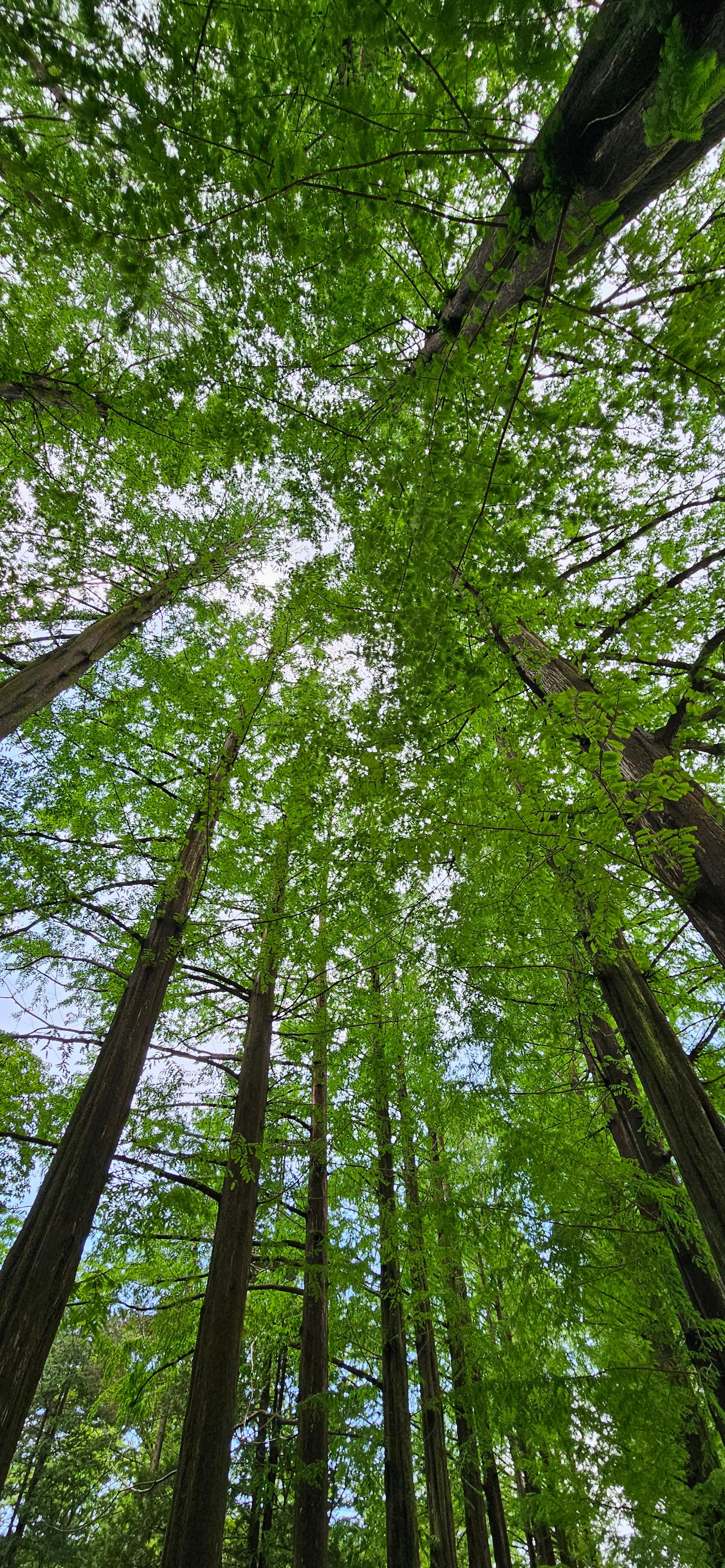 남이섬메파폴리스숲거리