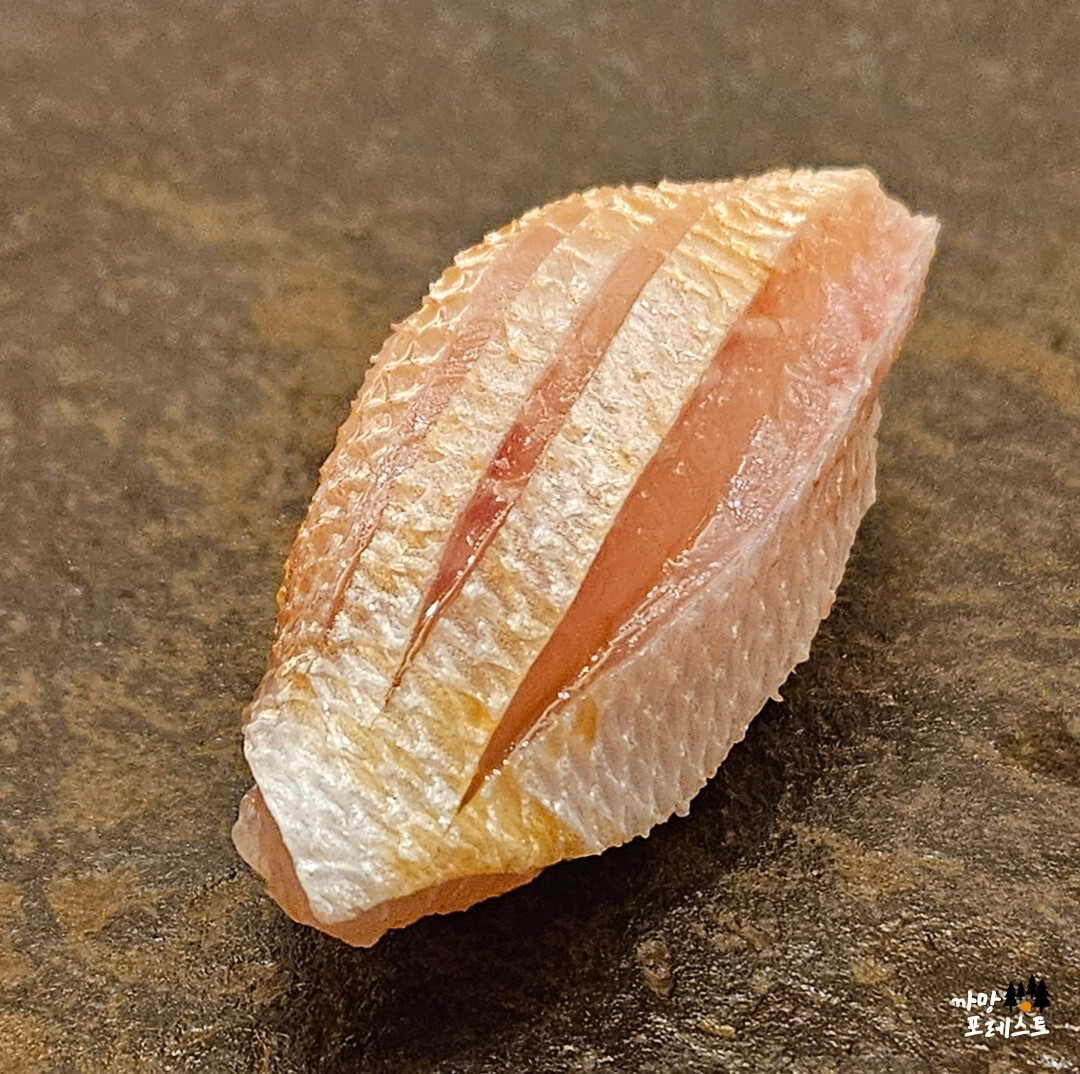 스시코우지 도미