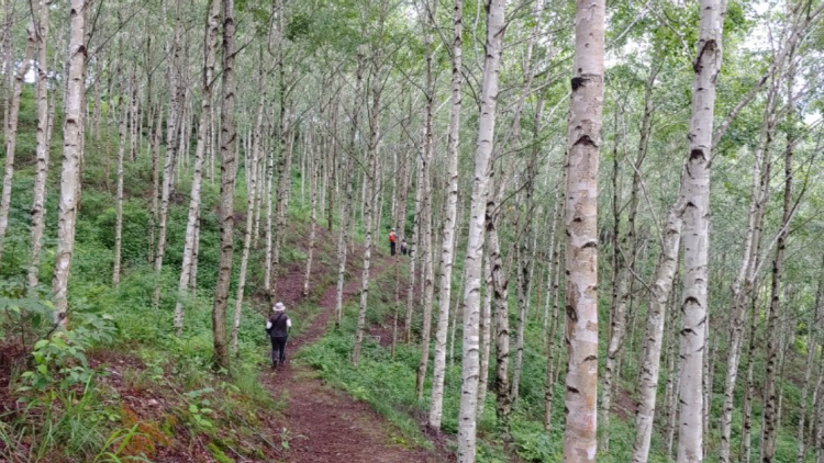 DMZ 펀치볼 둘레길