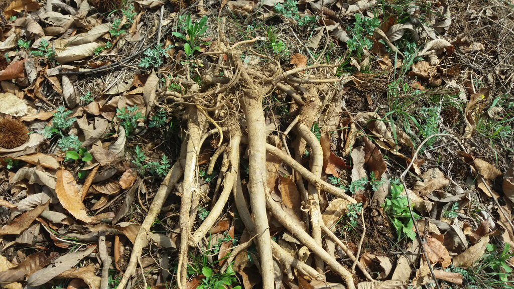 칡즙-효능-간-기능-개선