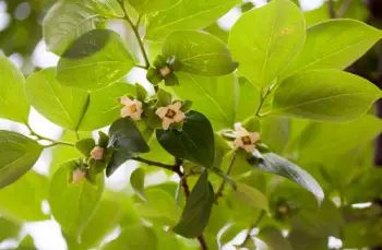 단감 효능&amp;#44; 단감 10kg 가격