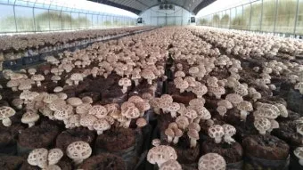 표고버섯 재배 원목 선택 접종 시기 습도 관리_2