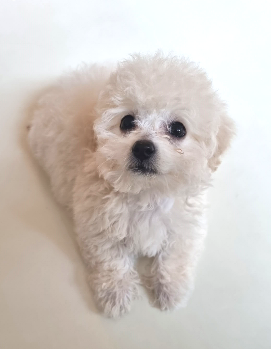 비숑아기강아지