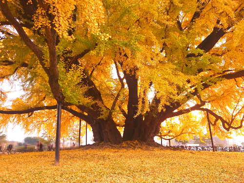 반계리 은행나무, 원주 반계리 은행나무, 반계리 은행나무 주차장, 은행나무 단풍, 은행나무 숲, 단풍절정 시기