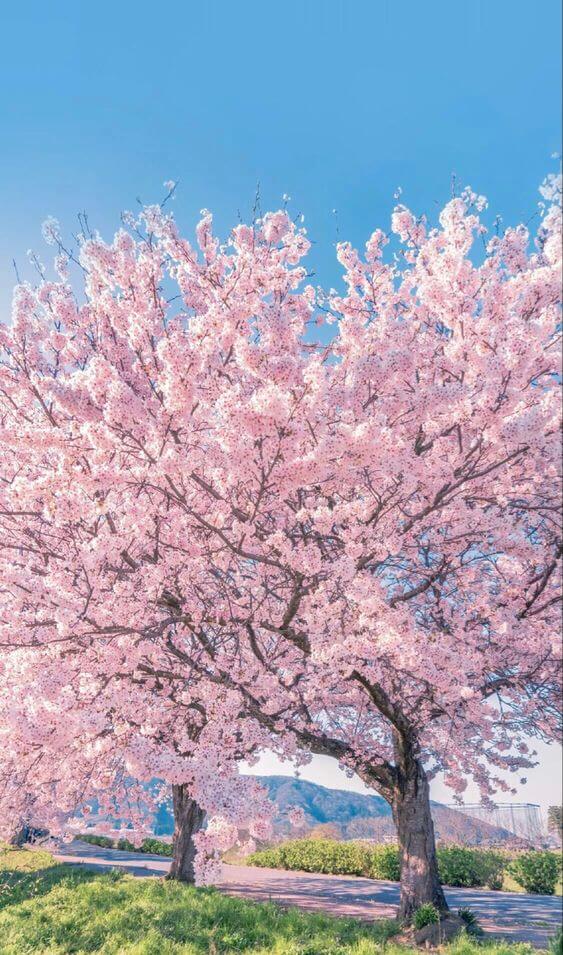 2024 벚꽃 개화시기 벚꽃 축제