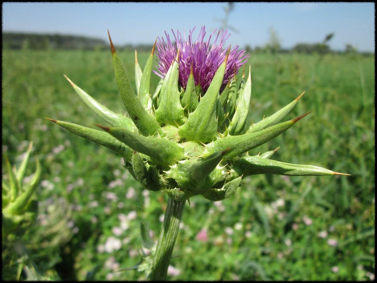 밀크씨슬 이미지22