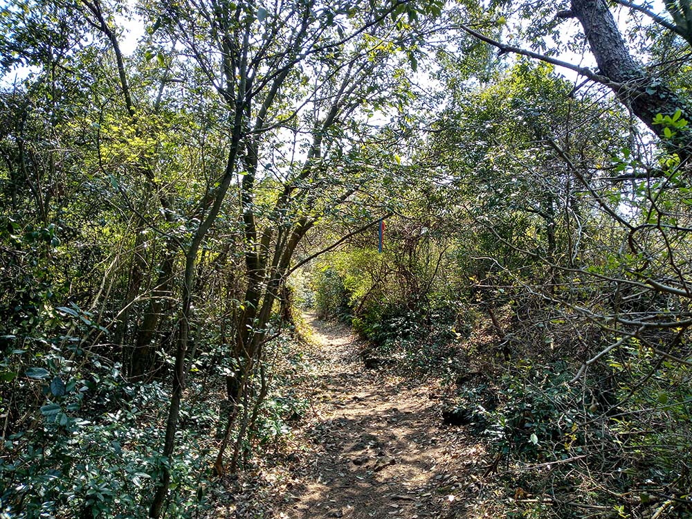 올레11코스: 신평 무릉곶자왈