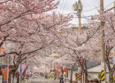 통영 벚꽃 명소