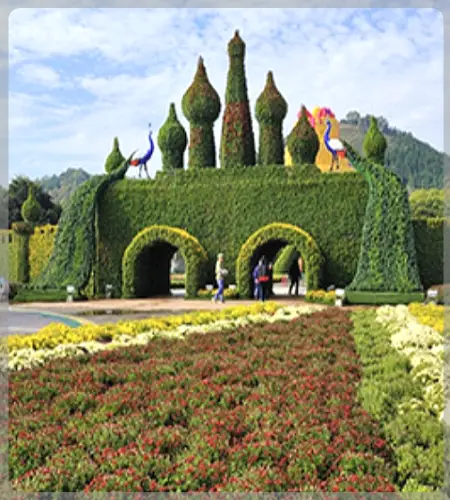 함평 국화축제_2