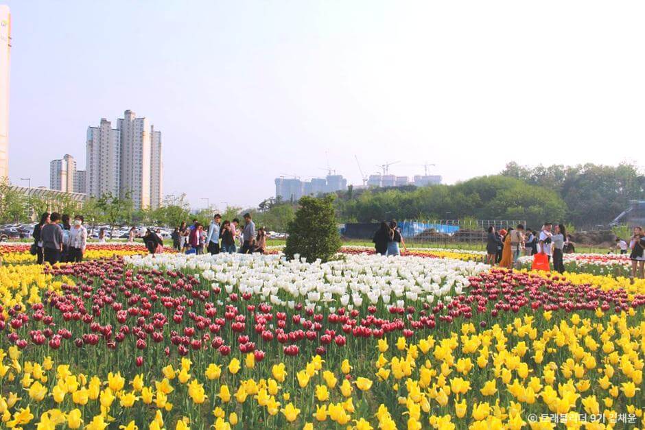 튤립명소 수원 광교호수공원
