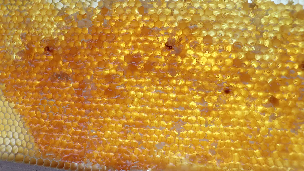 일본 긴자 도시민의 생태 인식 변화