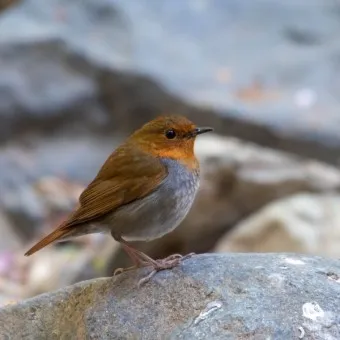 붉은가슴울새 영국 겨울 새 특징 매력 이미지_6