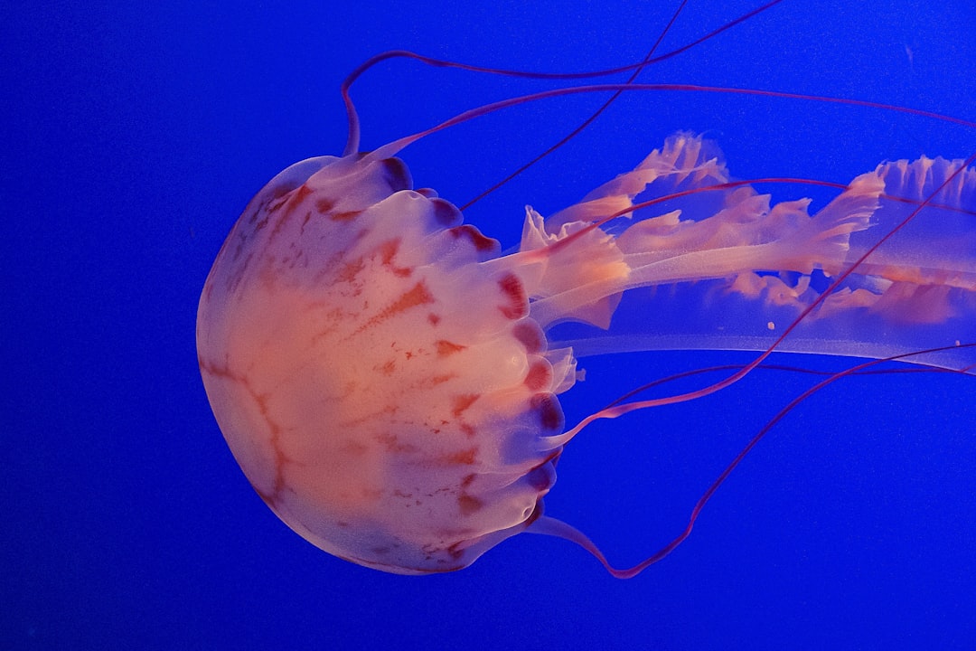 Krill