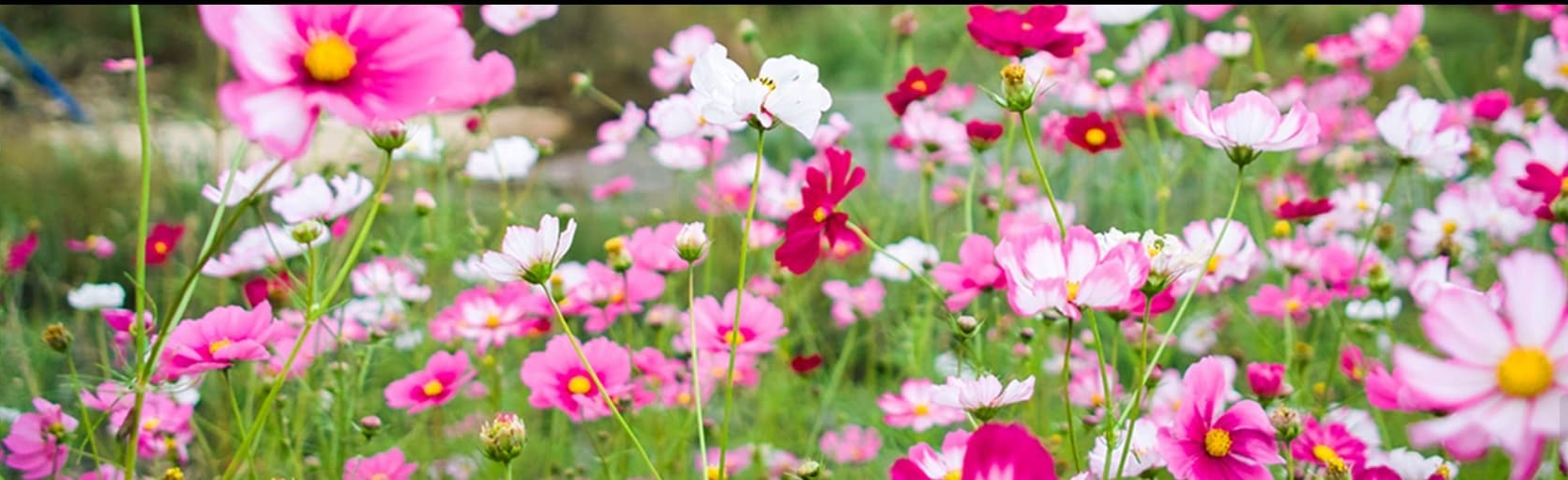 [반려견 동반, 가족 여행지]평강랜드❘아이들과 함께하는 반려견 놀이터, 캠핑장