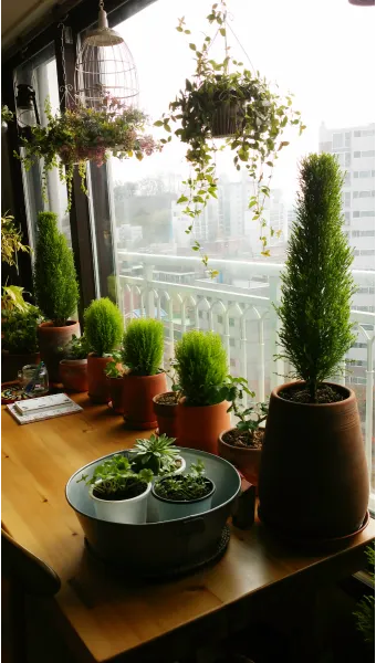 창가 식물 관리 직사광 차광요령 물주기 시간대 잎타는 현상 예방_13