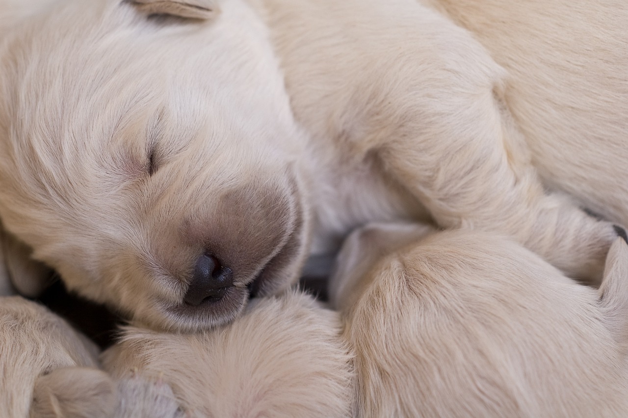 Dog Vaccination