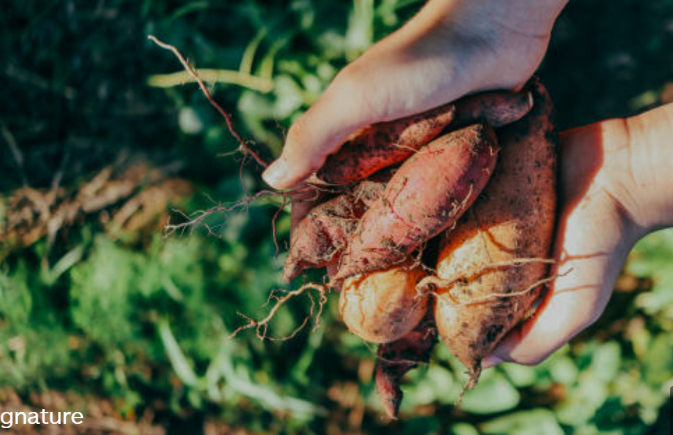 고구마와 관련된 사진2