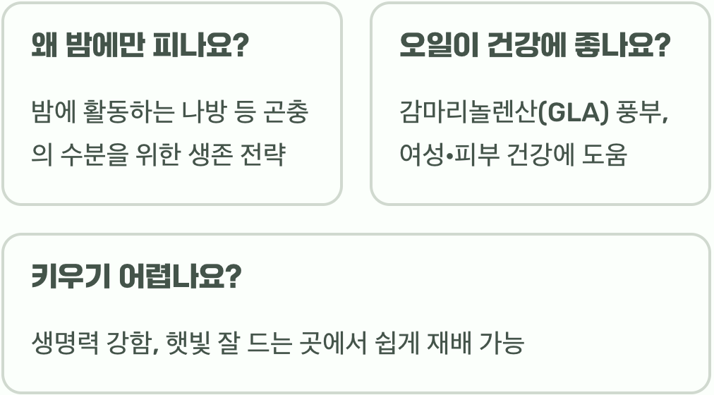 달맞이꽃 꽃말과 색상별 의미
