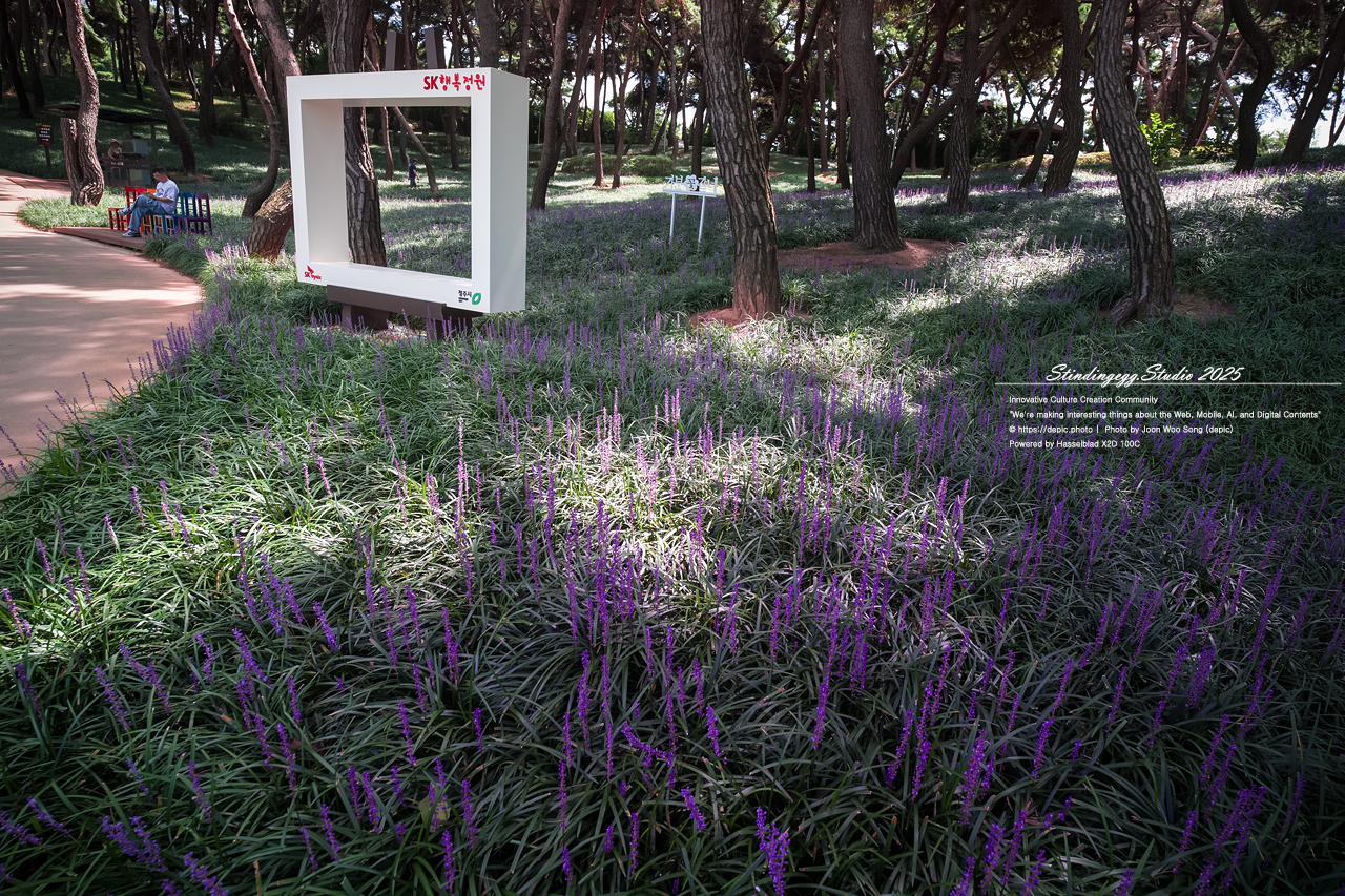 #청주 #솔밭공원 #맥문동 #공원